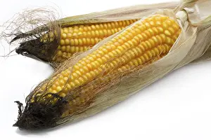 Fresh Corn Drucke: Fresh corn on the corn cob on a white background