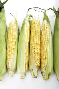 Close Up Corn Drucke: Fresh corncobs