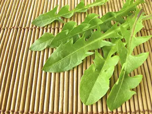 Alternative Medicine Plant Drucke: Fresh dandelion