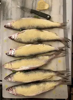 Edible Fish Nutrition Drucke: Six fresh fish, with breadcrumbs