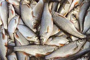 Pterygote Insect Photography Drucke: Fresh fish caught in the river