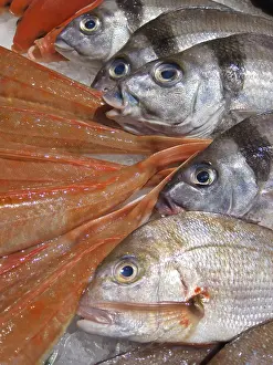 Fresh Fish On Ice Drucke: Fresh fish on ice