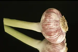 Vegetarian Cuisine Images Drucke: Fresh garlic