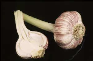 Fresh Garlic Drucke: Fresh garlic