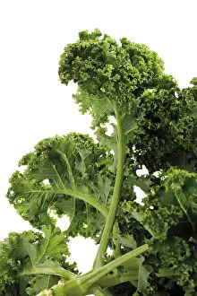 Vegetarian Food Options Drucke: Fresh green cabbage