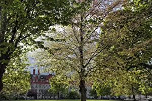 Springtime In Europe Drucke: Fresh greenery, trees in May, spring