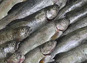 Clupeidae Family Fish Drucke: Fresh herrings