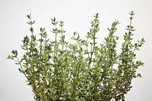 Frische Küchenkräuter, Thymian (Thymus)