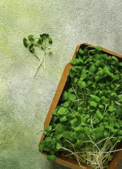 Vegetable Cultivation Drucke: Fresh micro-greenery, in a paper container