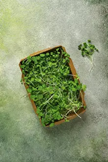 Organic Gardening Drucke: Fresh micro-greenery, in a paper container