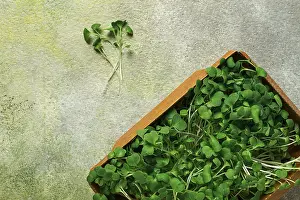 Vegetable Gardening Drucke: Fresh micro-greenery, in a paper container