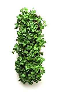 Fresh Produce Drucke: Fresh micro-greenery, in a paper container