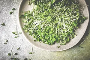 Fresh Microgreens Drucke: Fresh micro-greenery, on a plate