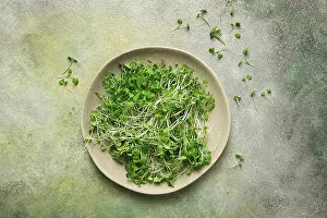 Fresh Microgreens Drucke: Fresh micro-greenery, on a plate