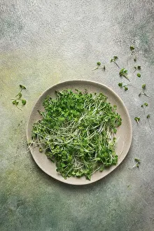 Vegetable Cultivation Drucke: Fresh micro-greenery, on a plate
