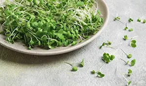 Leafy Vegetables Drucke: Fresh micro-greenery, on a plate