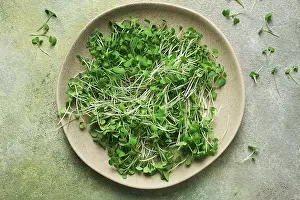 Fresh Microgreens Drucke: Fresh micro-greenery, on a plate