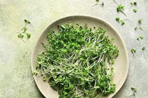 Vegetable Cultivation Drucke: Fresh micro-greenery, on a plate