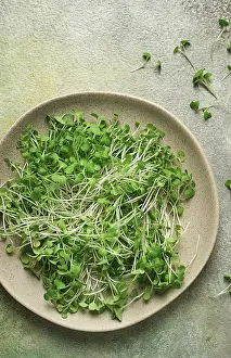 Fresh Microgreens Drucke: Fresh micro-greenery, on a plate