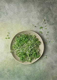 Vegetable Gardening Drucke: Fresh micro-greenery, on a plate