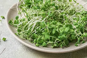Close Up View Of Vegetables Drucke: Fresh micro-greenery, on a plate