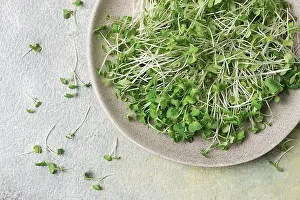 Vegetable Cultivation Drucke: Fresh micro-greenery, on a plate