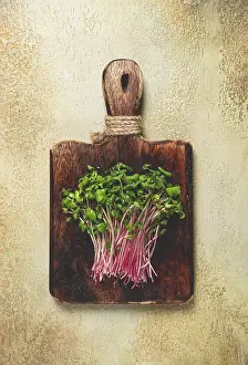 Vegetable Gardening Tips Drucke: Fresh micro-greens, beetroot sprouts