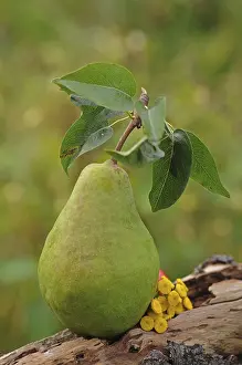 Fall Season Produce Drucke: Fresh Pear