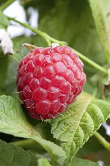 Close Up Detail Drucke: Fresh raspberry