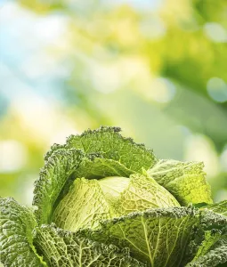 Brassicaceae Plants Drucke: Fresh raw cabbage in the garden