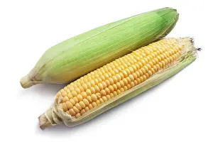 Fresh Corn Drucke: Fresh ripe corn isolated on white background