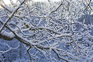 Deserted German Forest Scene Drucke: Fresh snow on the branches of a tree