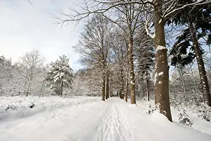 European Countryside Photography Drucke: Fresh snow has fallen in the forest