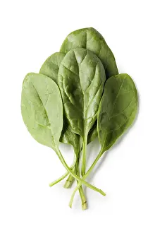Isolated White Background Drucke: Fresh spinach isolated on white background