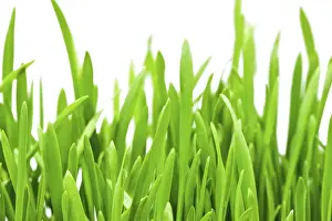 Macro Photography Drucke: Fresh spring grass on white isolated background