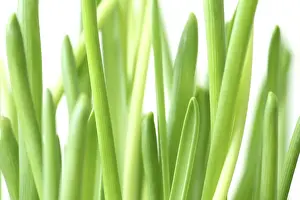 Fresh Spring Flowers Drucke: Fresh spring plants