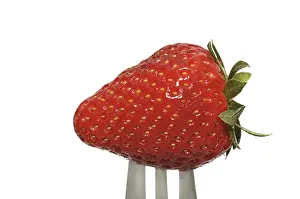 Studio Shot Of Berries Drucke: Fresh strawberry on a fork