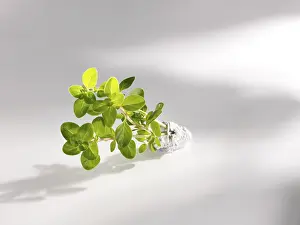 Fresh Thyme Drucke: Fresh Thyme