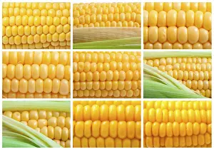 Food Photography Corn Drucke: Fresh yellow corn background
