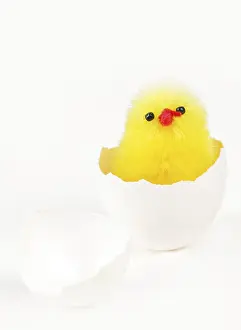 Easter Chick Drucke: Freshly hatched chick