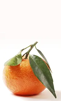 Freshly Picked Oranges Drucke: Freshly picked mandarin