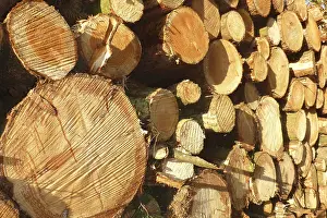 Uninhabited European Forest Scene Drucke: Freshly sawn stacked tree trunks