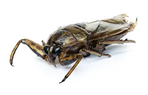 Drucke von Ein gebratener Käfer, isoliert auf weißem Hintergrund. Ein gerösteter Insekt, Nahansicht. Eßbare Insekten Verwandte Bilder Drucke: Ein gebratener Käfer, isoliert auf weißem Hintergrund.