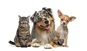 Side By Side Animals Drucke: Friendly alert Pets together side by side in a row looking at the camera