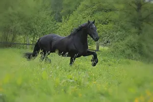 Domestic Horses Drucke: Friese, ongoing
