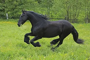 Frisian Horse Breed Drucke: Friese, ongoing