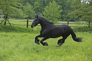 Frisian Horse Breed Drucke: Friese, ongoing
