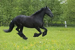 Domestic Horses Drucke: Friese, ongoing