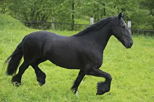 Frisian Horse Breed Drucke: Friese, ongoing