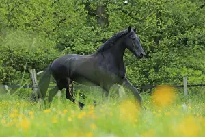 Domestic Horses Drucke: Friese, ongoing